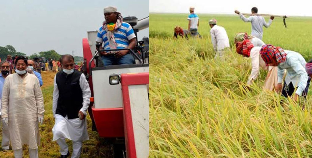44% paddy harvest in haor has been completed