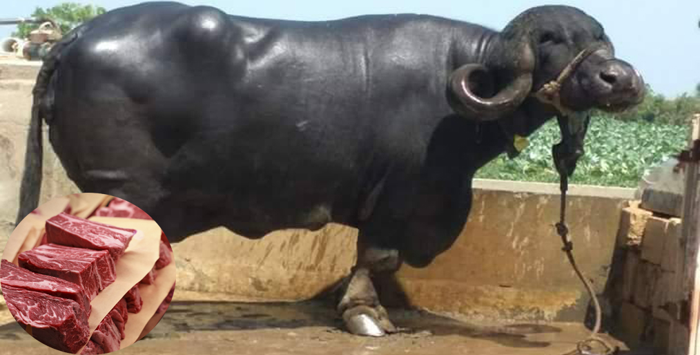 India's coronavirus lockdown curbs buffalo meat exports