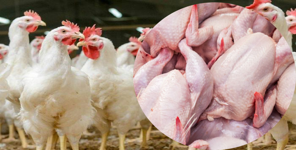 Lack of supply of chickens, rising prices