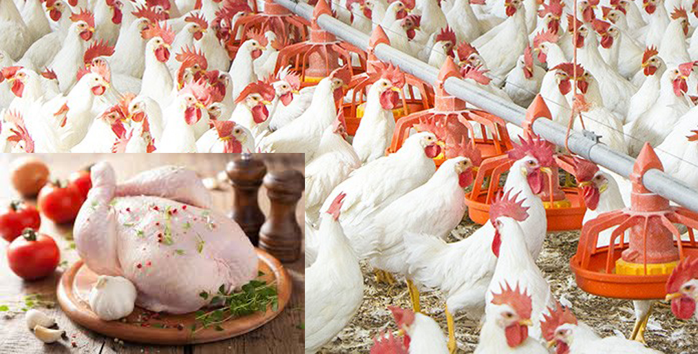 Poultry chicken prices are falling