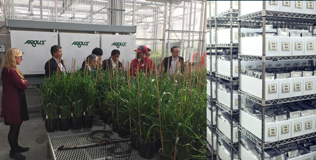 Research & Plant Breeding: U.S. Wheat Supply Chain System