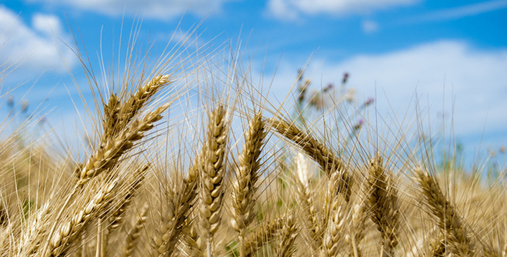 USDA has raised its 2021 wheat carrying forecast