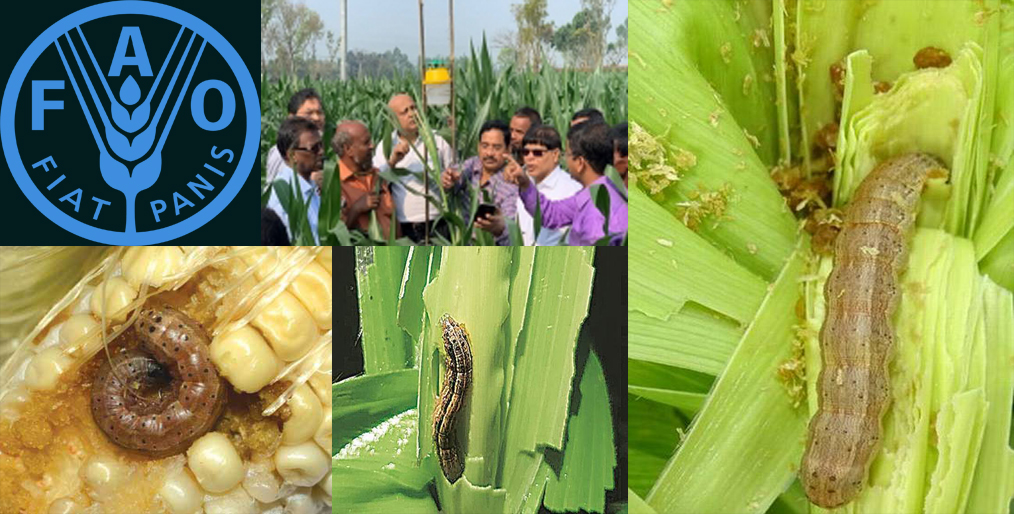 FAO's support for Bangladesh's fight against fall armyworm
