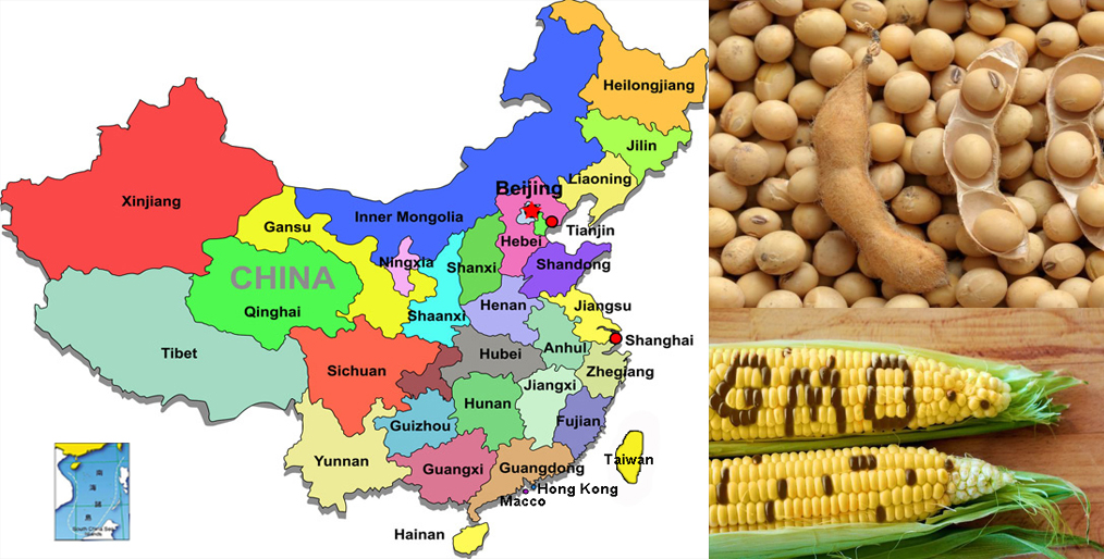 China issues bio-safety certificate for GM soybean & maize imports