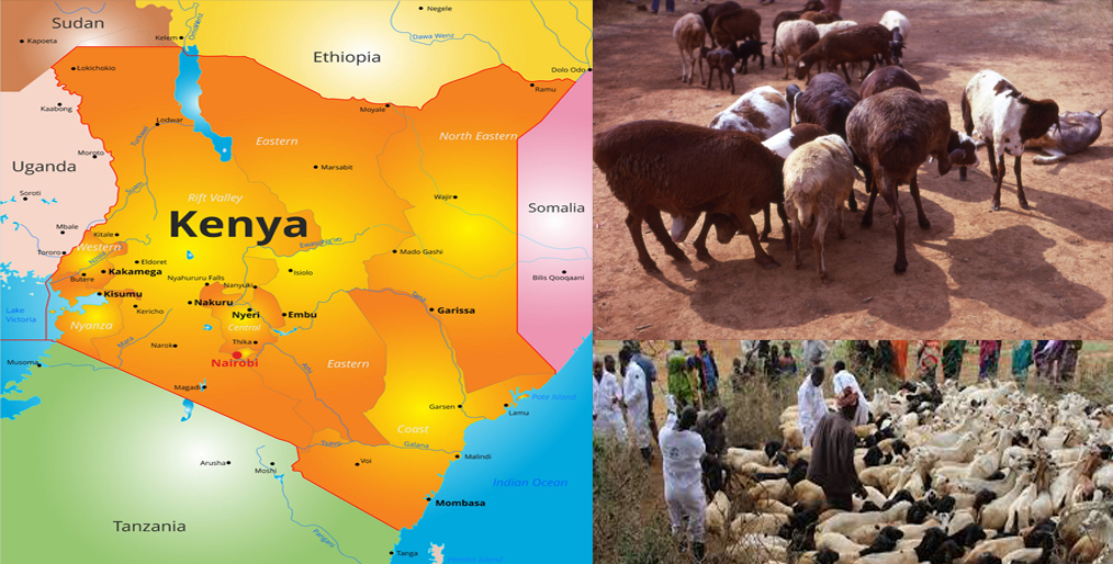 Kenya's herders hammered by coronavirus curbs