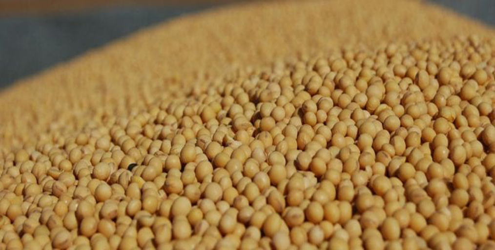 ‘China buys U.S. soybeans after halt to U.S. purchases ordered’