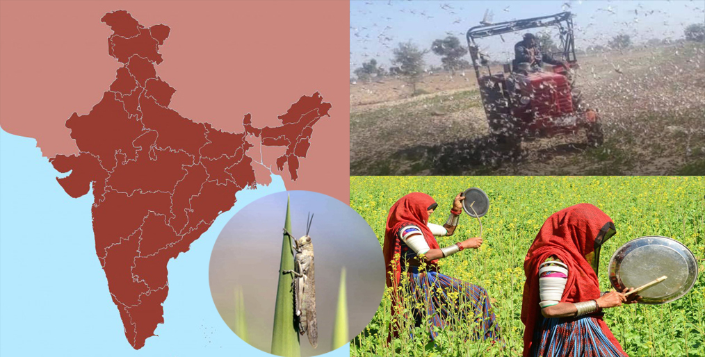 India battles new wave of crop-munching locusts
