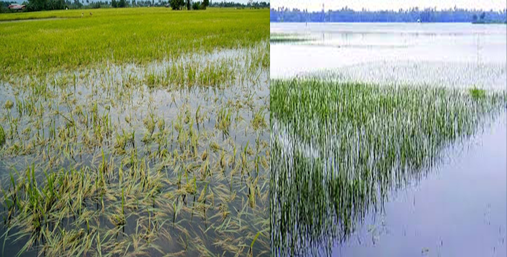 In Rangpur 11,006 hectares of crops have been submerged