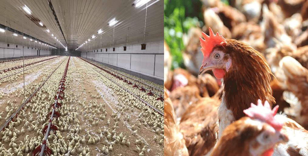Call for stopping approval of new poultry farms until the environment is clear