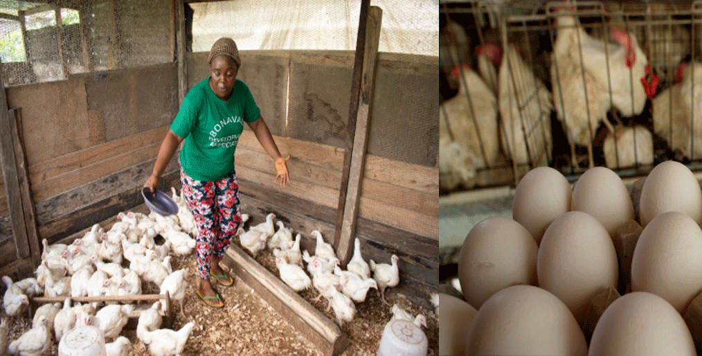 How chickens provide hope for crisis-stricken communities