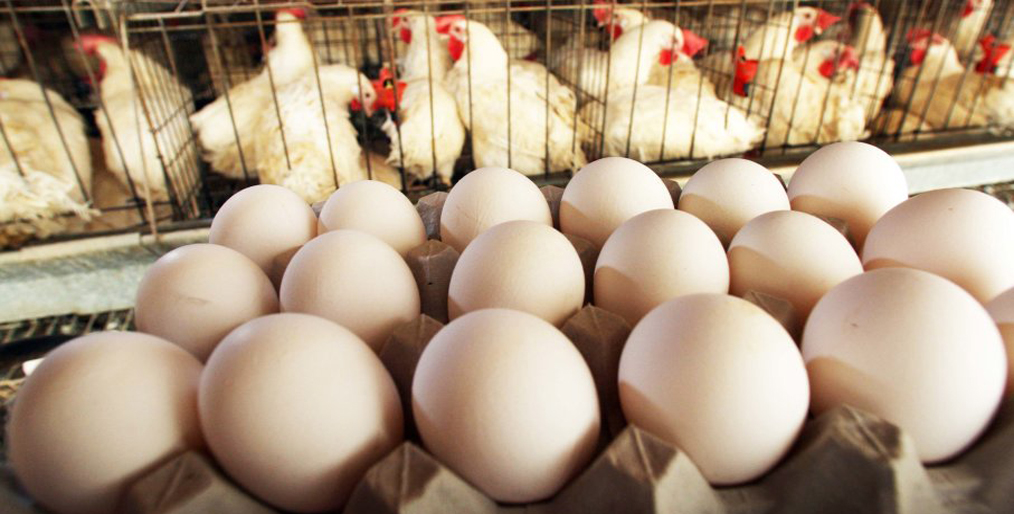 Egg-chicken prices fluctuate widely