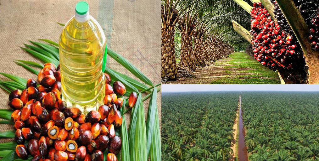 Malaysia's palm oil exports have declined