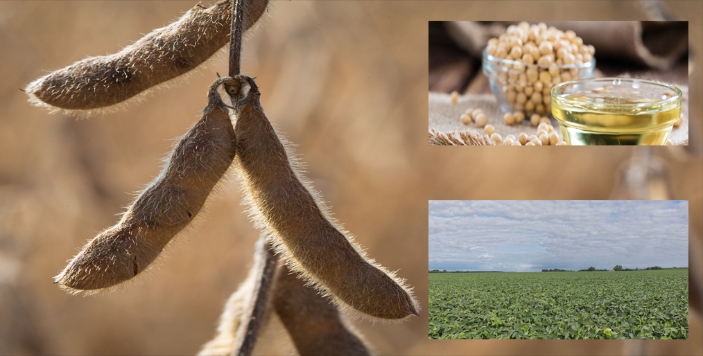Farmers choose high oleic soybeans for high potential profits