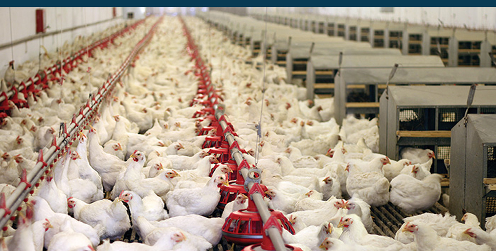 China suspends poultry imports from second U.S. plant!