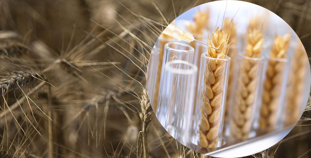 Argentina to be first country to fix drought-resistant GMO wheat, farm industry