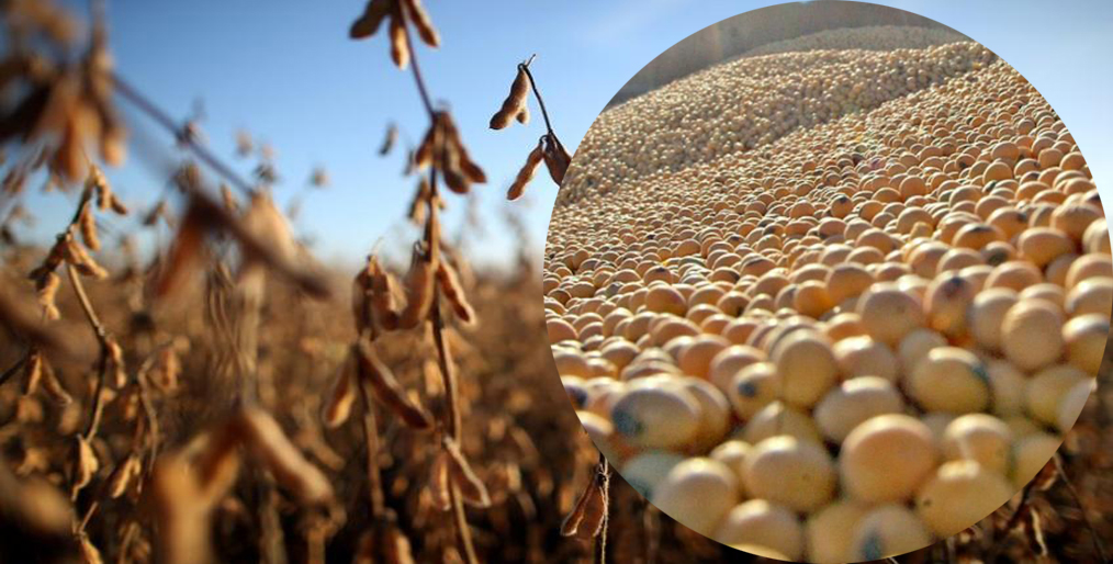 Argentina has temporarily cut soybean export taxes by 3 percentage points to 30% to help stimulate trades