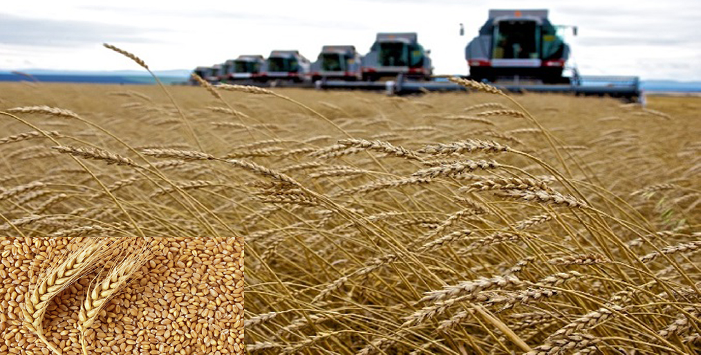 Russia has come close to a new wheat crop record thanks to grain yields