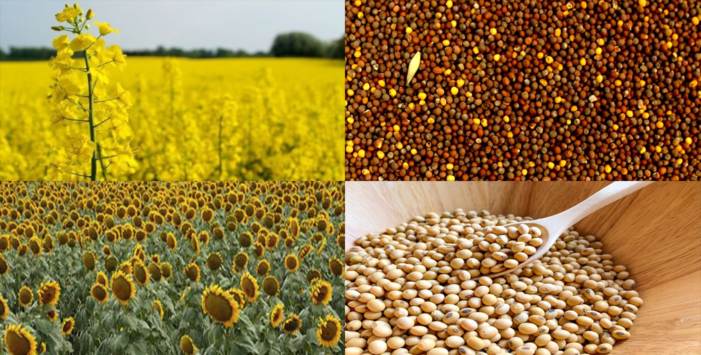 Australian oilseeds industry has released the ‘Australian Oilseed Industry Strategic Plan 2020-2025’