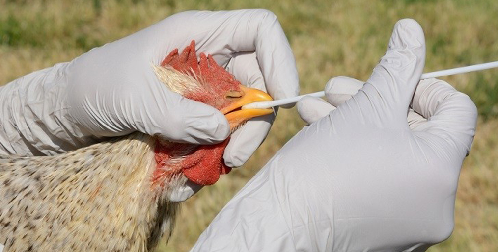 Bird flu Has been infected in chickens and wild birds in the Dutch and northern Germany