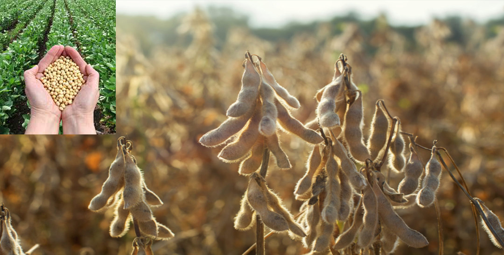 Soybean future of the United States improves the weather in Brazil