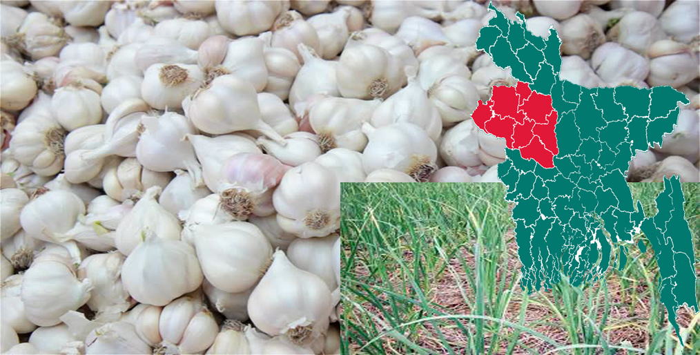 Bumper yield of garlic is expected in the Barind region of Bangladesh this season