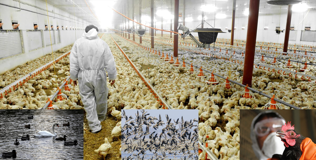 Sweden will destroy about 1.3 million chickens after catching bird flu on a farm