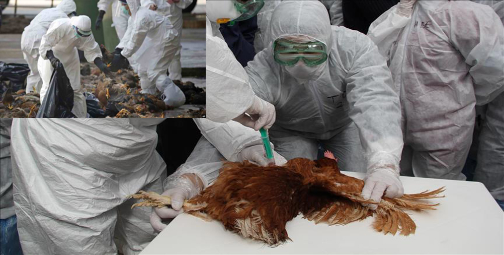 Philippines has banned the import of poultry to stop the spread of bird flu