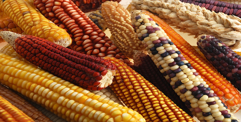 Ban on GMO corn in Mexico farm lobby blasts; Organic farmers welcome it