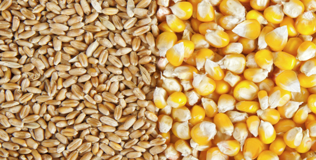 High corn prices have risen in Chinese wheat auctions, the Coronavirus fears