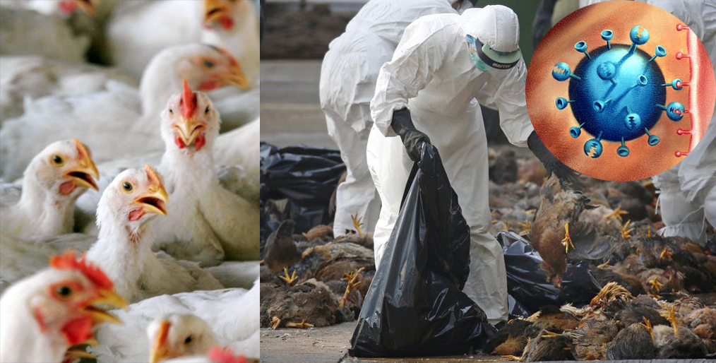 Czech Republic has reported an outbreak of H5N8 bird flu at a poultry farm