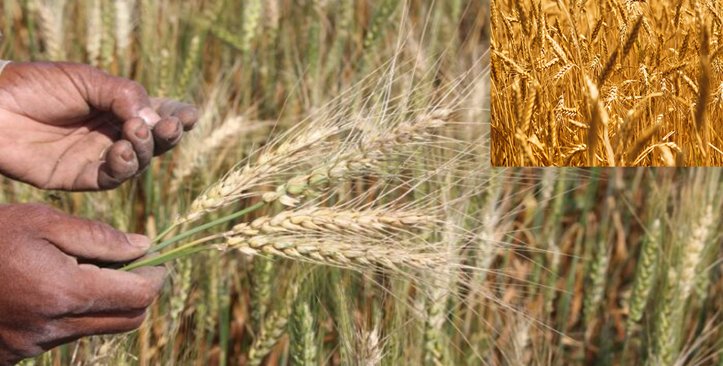Farmers of Tala upazila of Satkhira are also losing interest in wheat cultivation