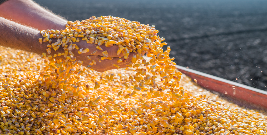 Corn prices slipped from a multi-year high