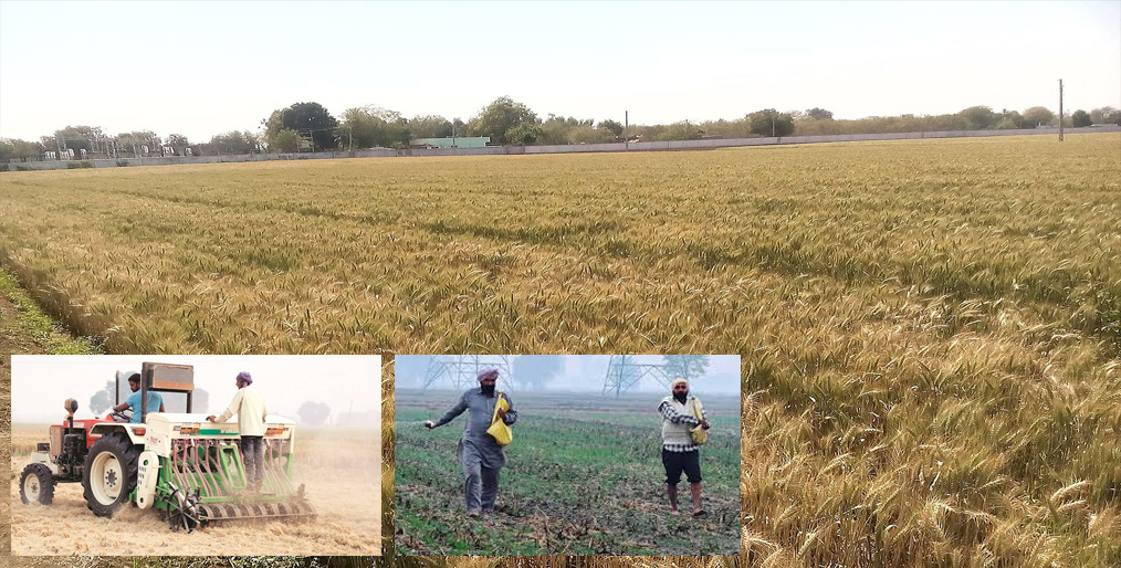 In the current Rabi season wheat is being sown in 325.35 lakh hectares of land in India so far