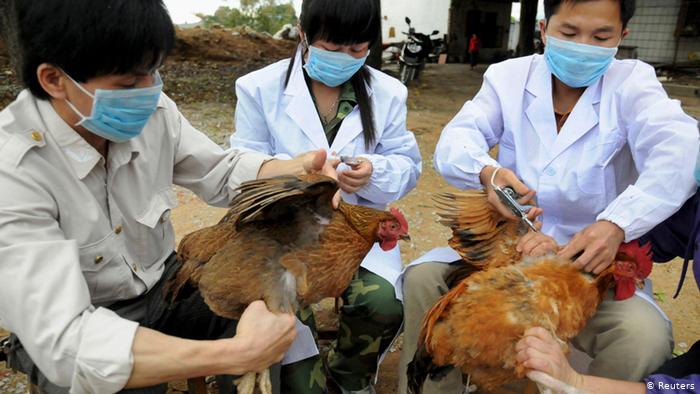 H5N8 bird flu is thought to reduce the risk of human transmission – WHO