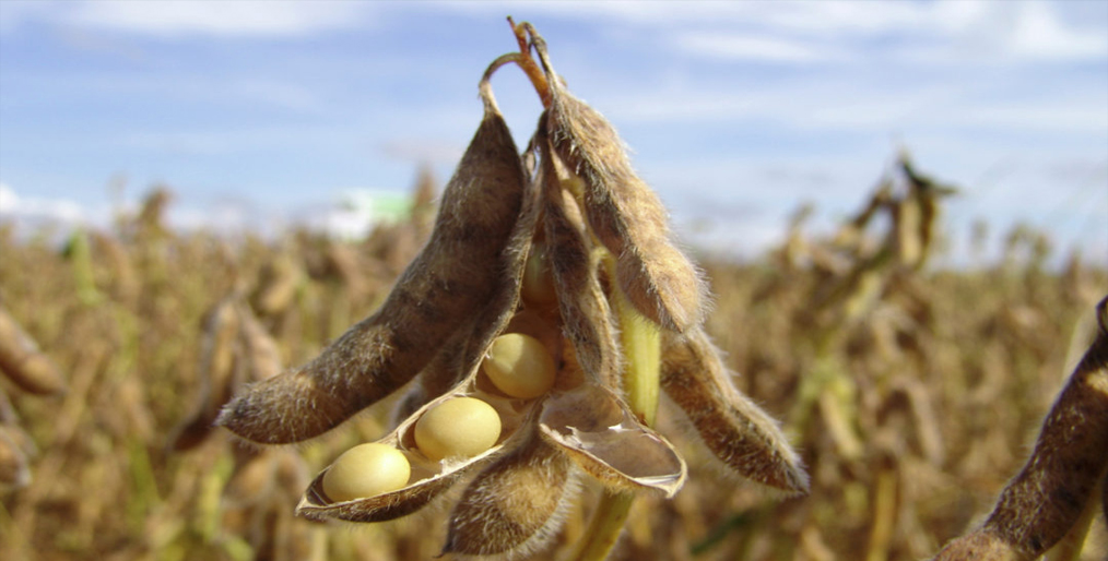 Brazil's slow soybean harvest widens the window for U.S. exports