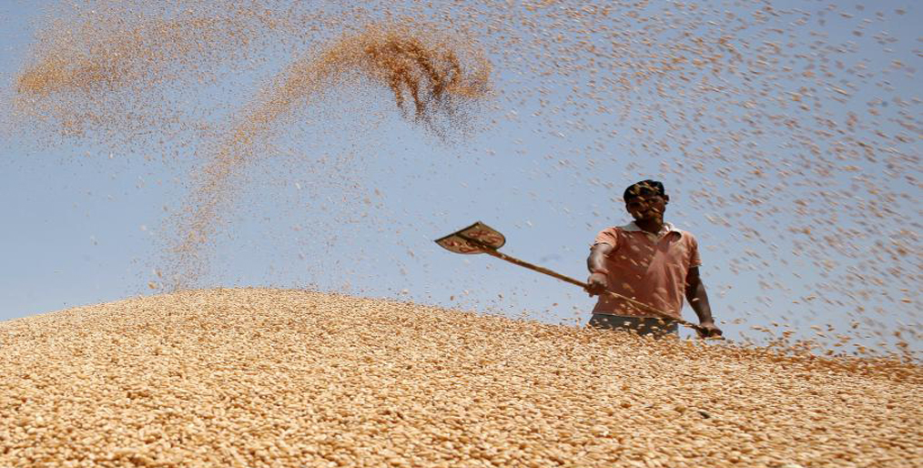 India is expected to harvest a record amount of wheat and paddy this year