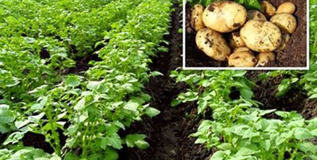 Potatoes worth Tk. 500 crore on fallow land in Tanore, Rajshahi