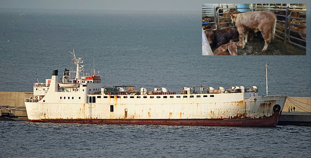 Spanish government has said that all cattle on the pariah ship should be killed