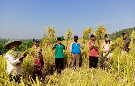 First crop of the PATB paddy program of Indonesia Cilacap is satisfactory