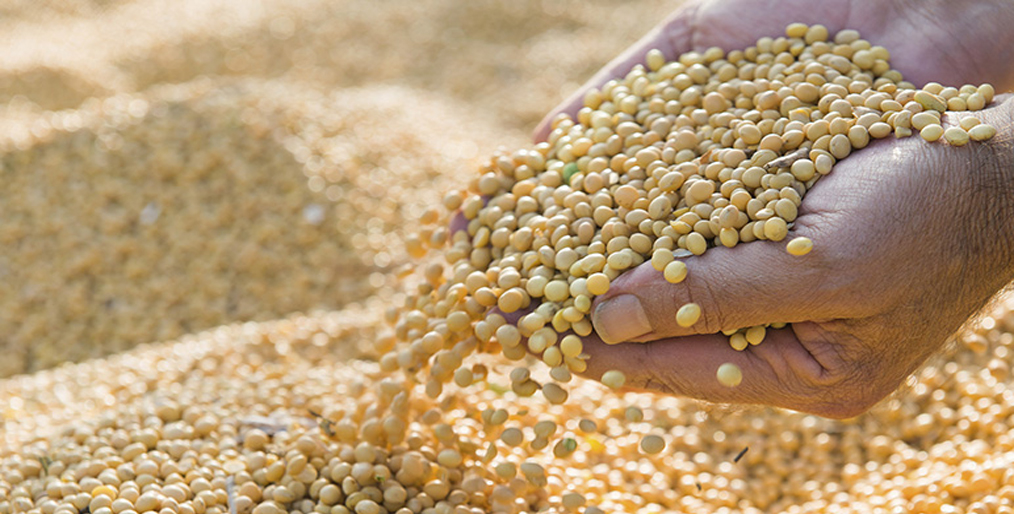 China's Jan-Feb, 2021 soybean imports have declined slightly due to delays in cargo