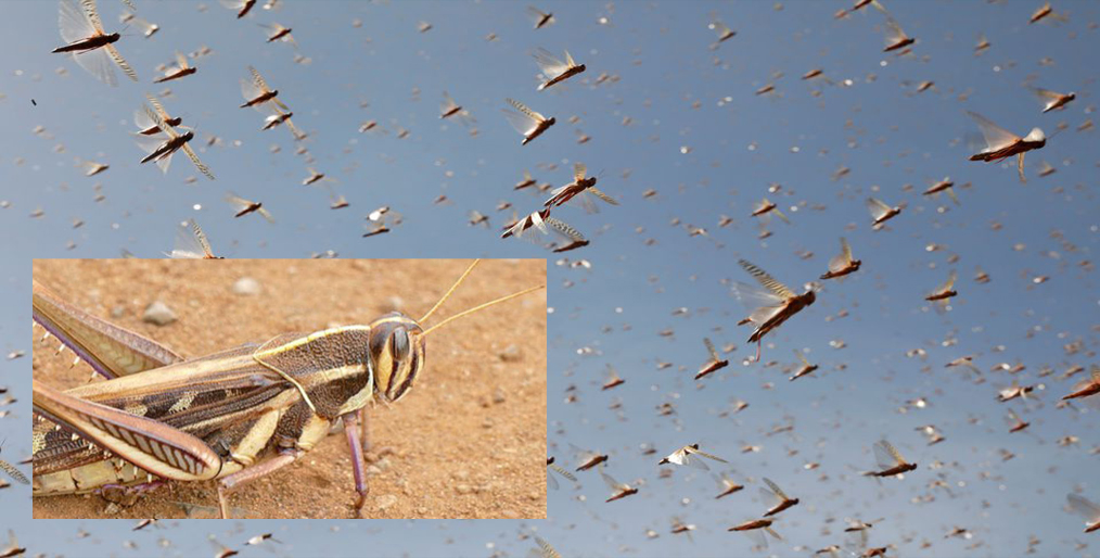 An outbreak of red locusts has devastated Namibian pastures & crop fields