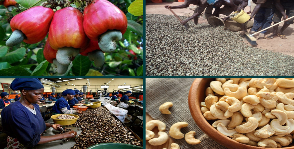 Guinea-Bissau Cashew Farmgate is priced at 65 cents per kg