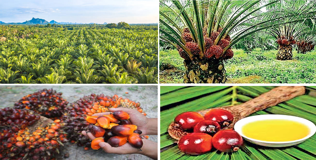Sri Lanka bans palm oil imports urges producers to uproot plants