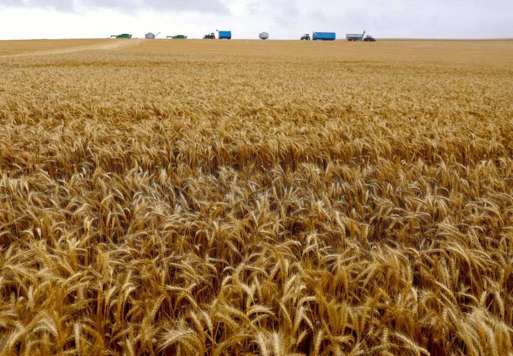 Second bumper yield of Australian wheat due to favorable weather