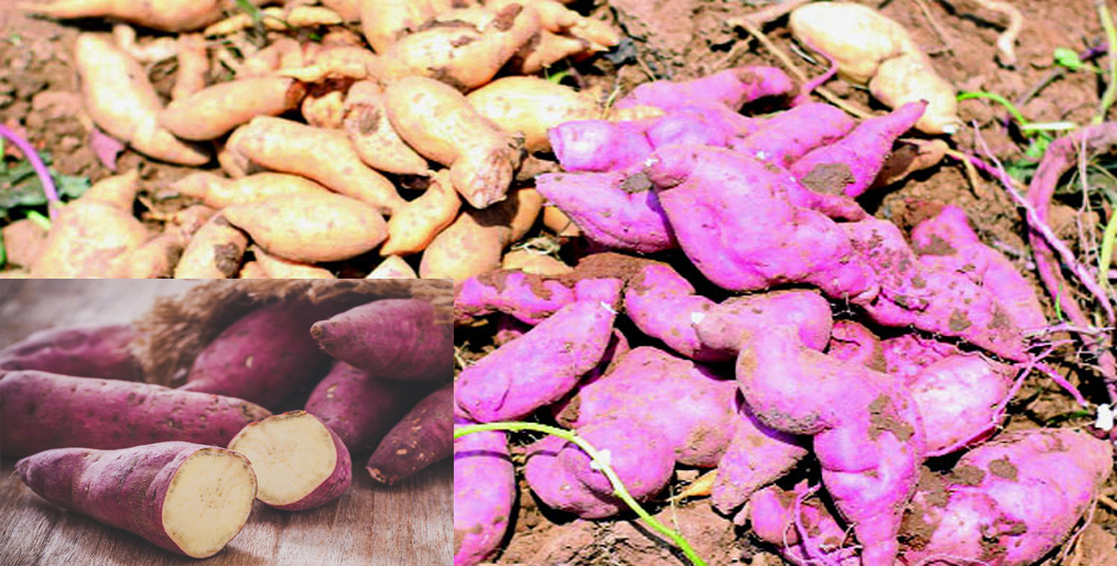Success in Nutritious Purple Potato Cultivation at Madhupur, Tangail