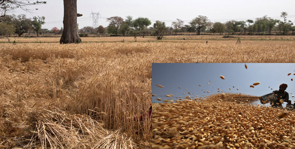 COVID-19 Despite the chaos and protests, Indian farmers have recorded wheat yields