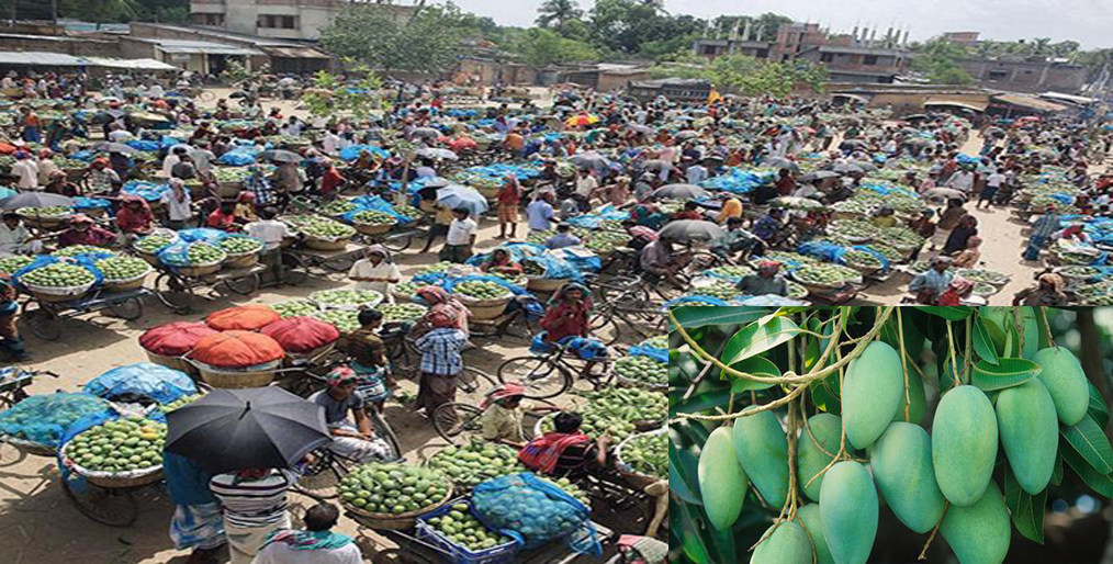 Fazli mango business has gained momentum in Rajshahi