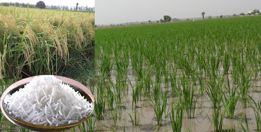 Transfer nursery of Basmati variety to get good yield in time