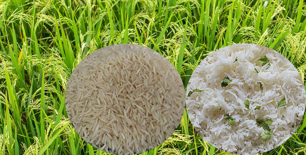 Egypt has decided to produce Basmati rice to reduce imports