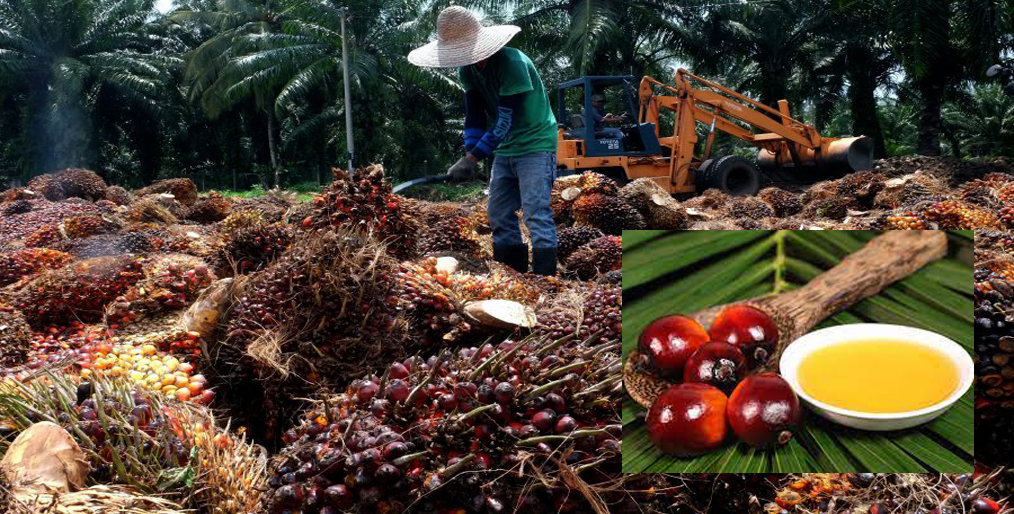 Malaysian Sustainable Palm Oil certification at final stage of revision, expected to be ready soon